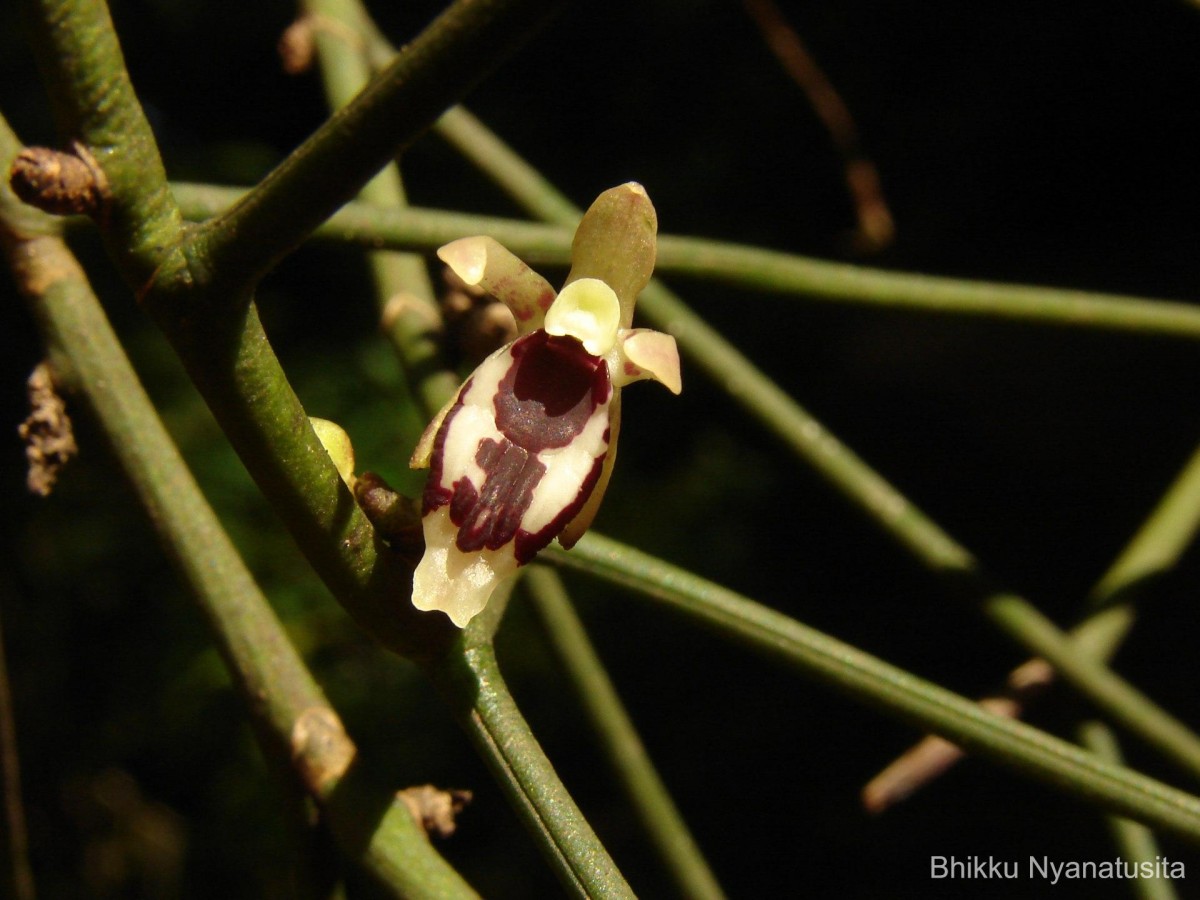 Luisia tenuifolia Blume